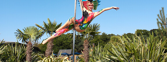 tropical bird aerial performer